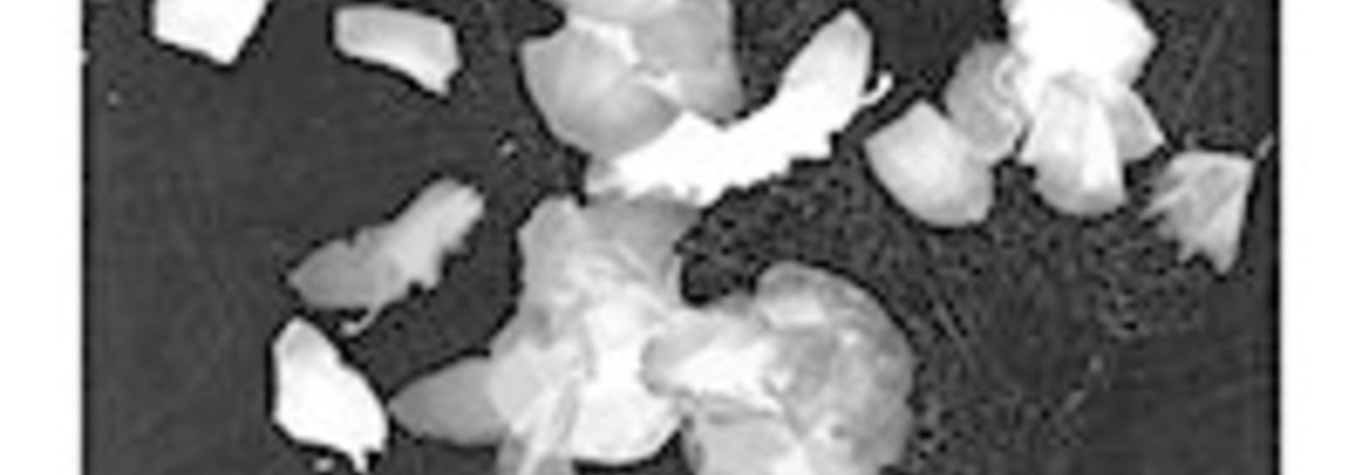 Orchid_1_vii