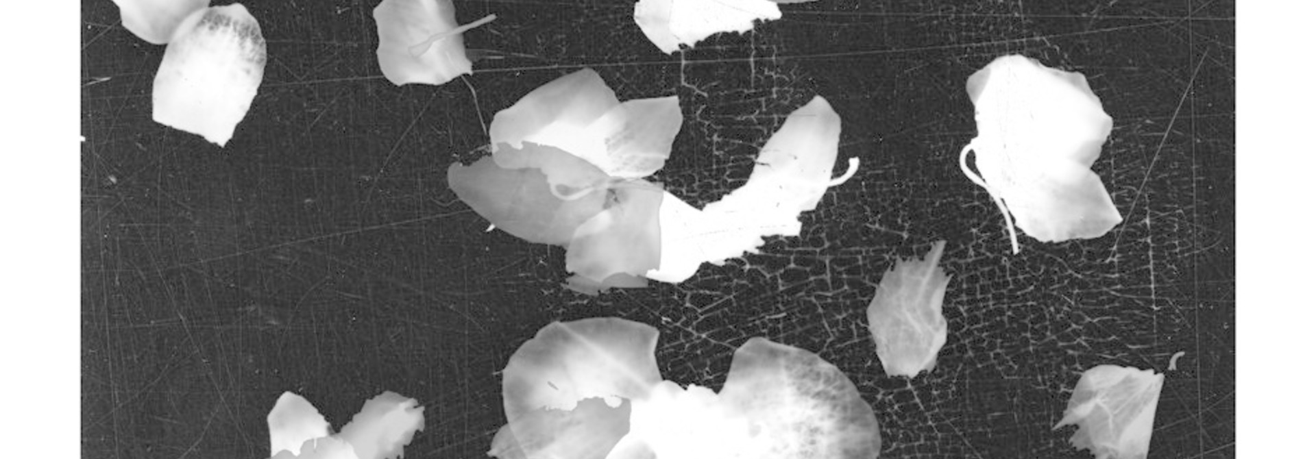 Orchid_1_vi