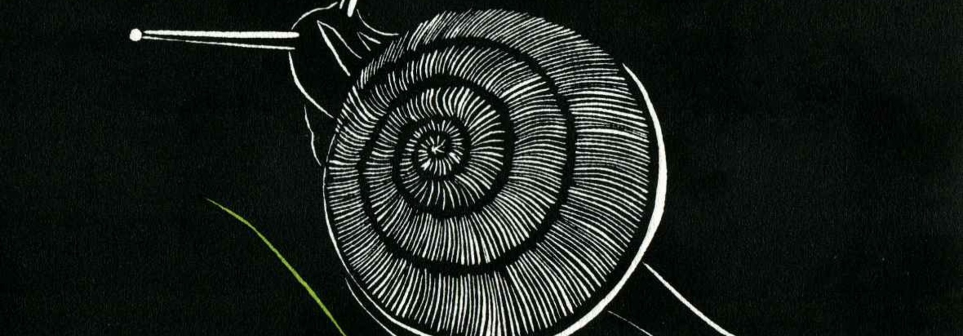 Snail