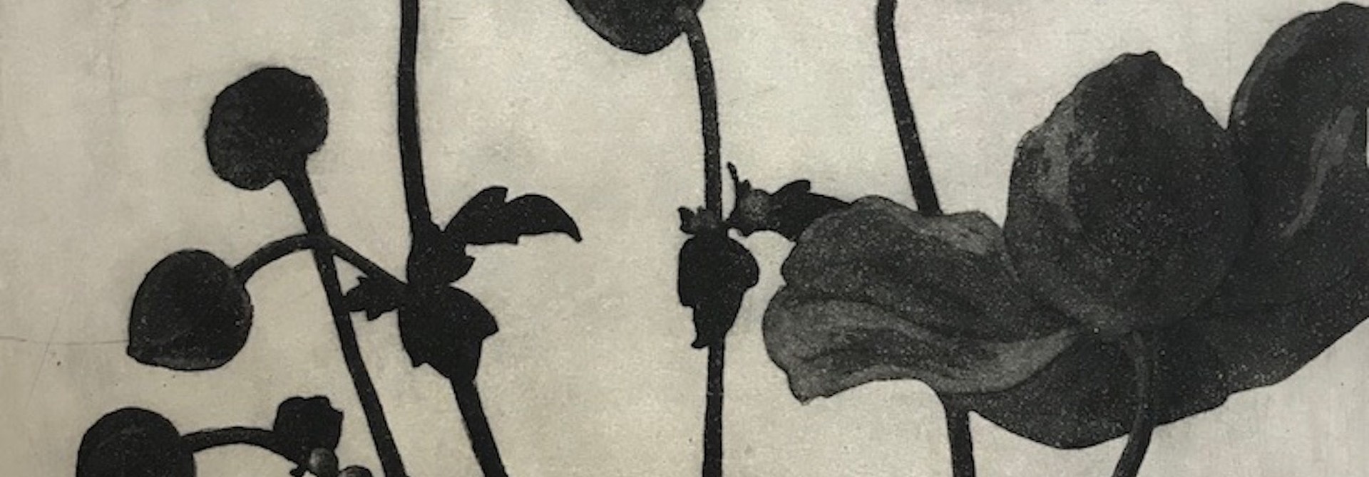 Japanese Anemone II