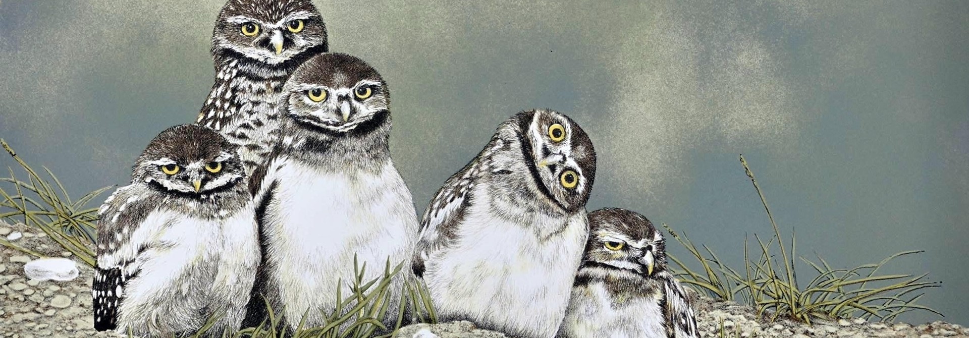 Burrowing Owls (framed)