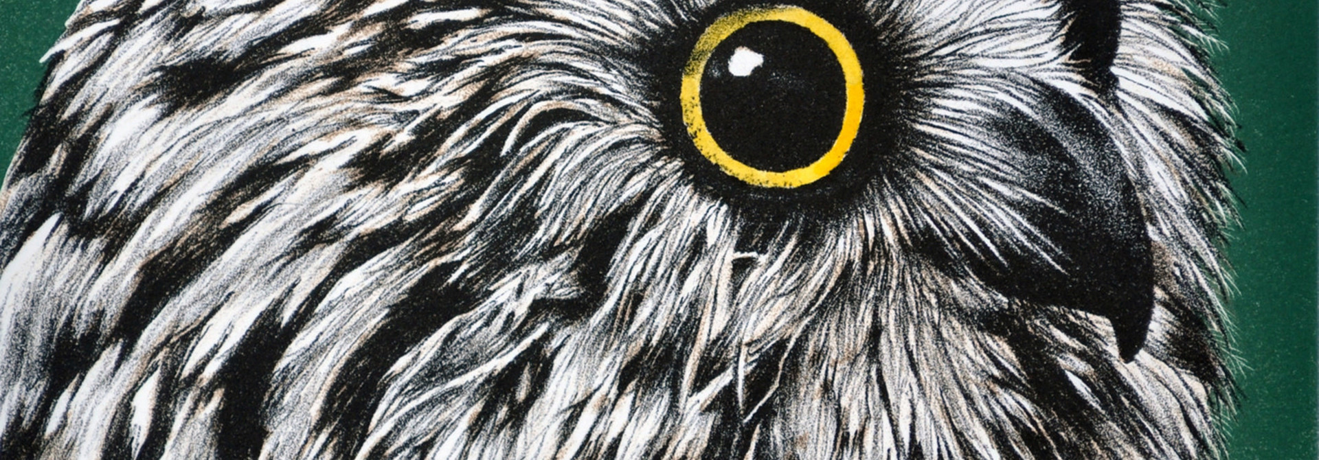 Saw Whet Owl (framed)