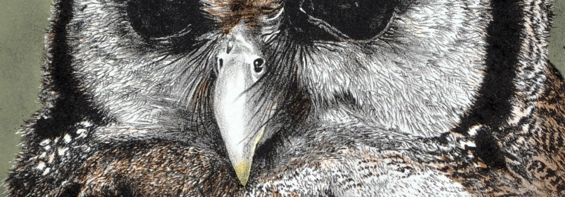 Eagle Owl