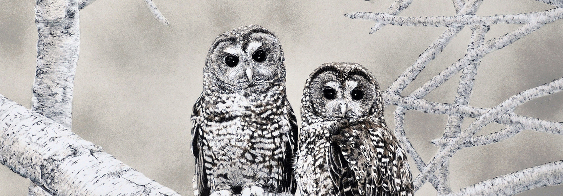 Spotted Owls