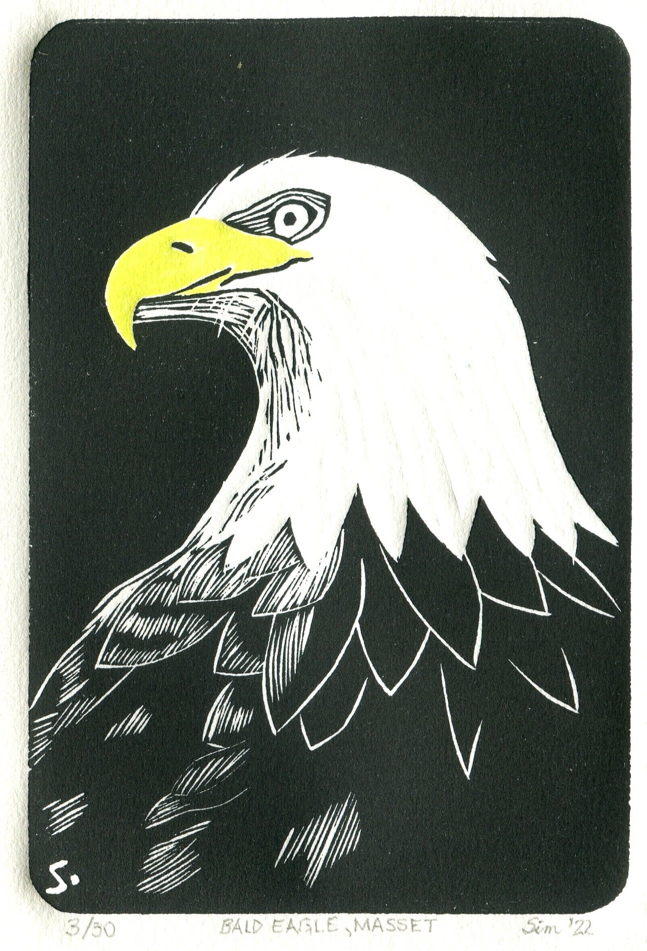 Bald Eagle, Masset-2