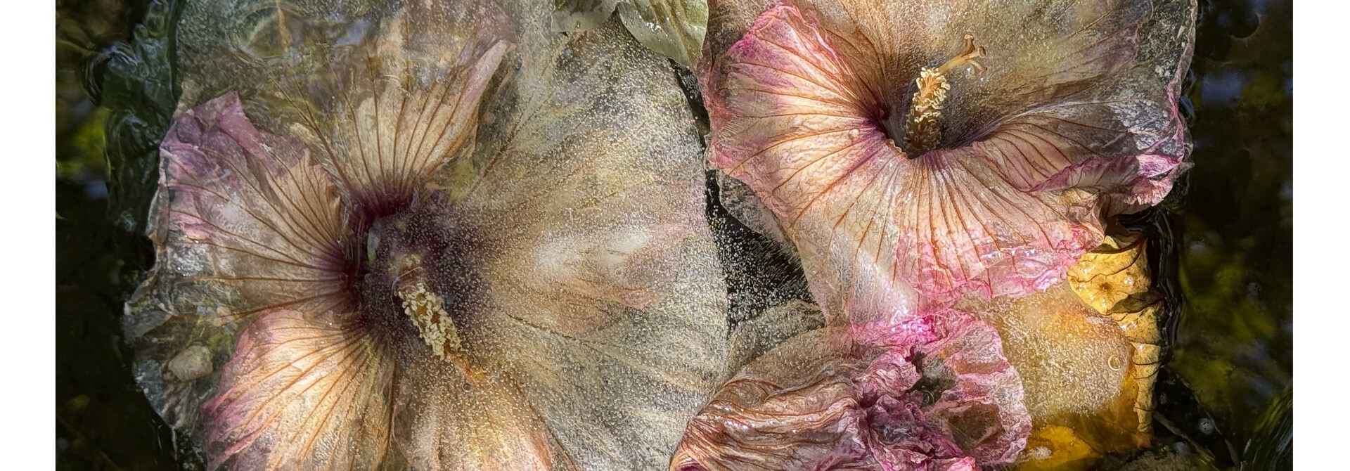 Hibiscus in Mourning