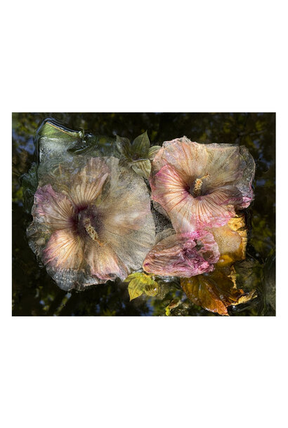 Hibiscus in Mourning