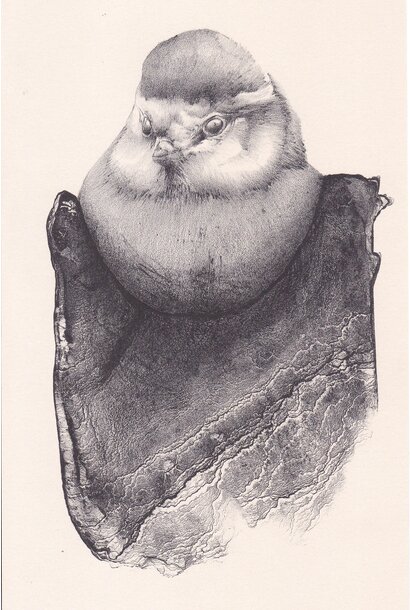 Stone Lithography  |  Saturday November 29th