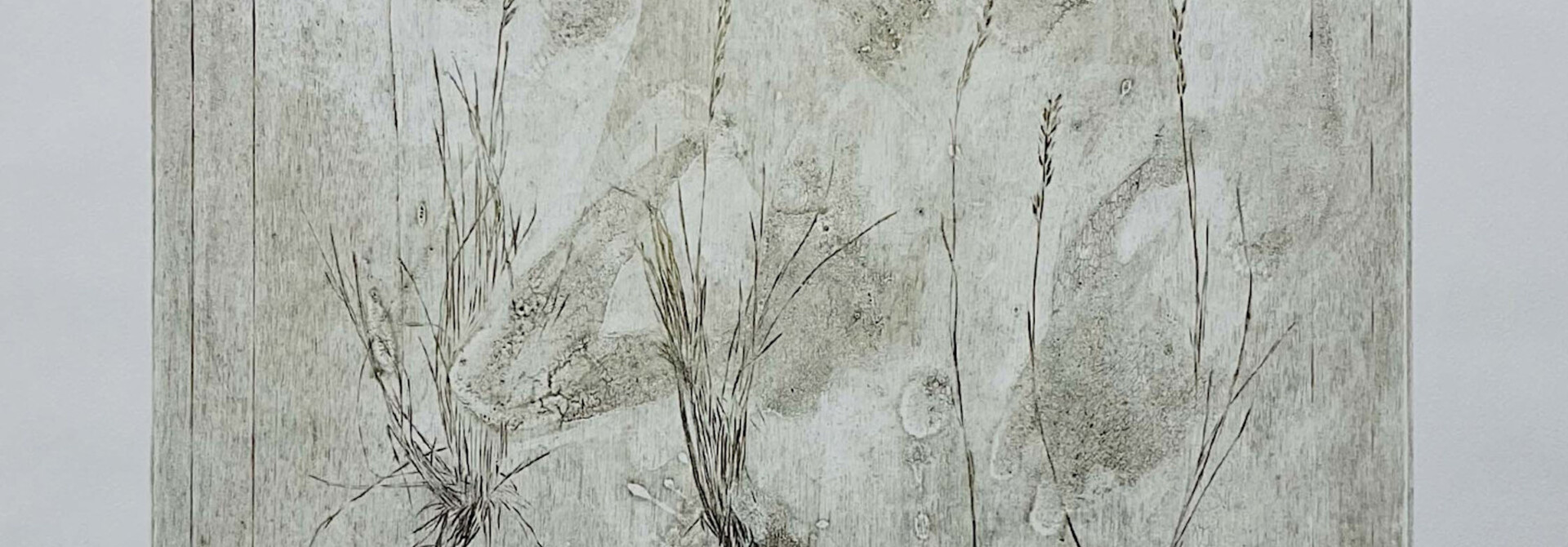 Festuca Saximontana