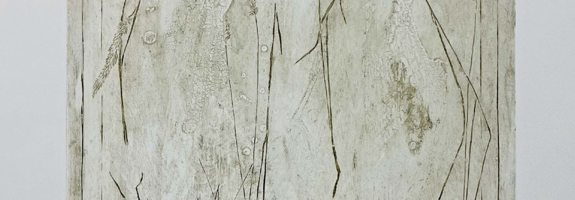 Koleria Macrantha I
