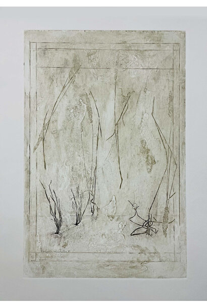 Koleria Macrantha I