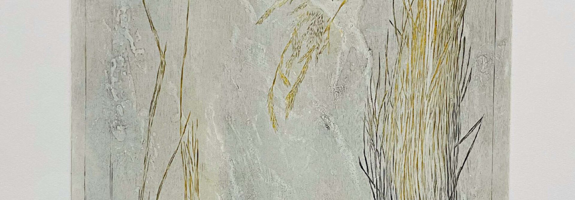 Festuca Idahoensis Elmer
