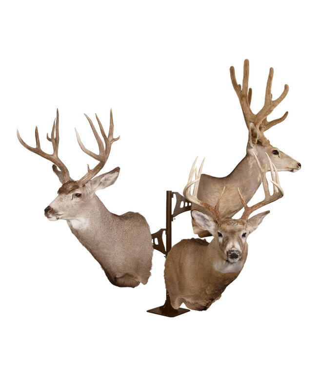 Skull Hooker Trophy Tree Shoulder Pedestal Mount - Black