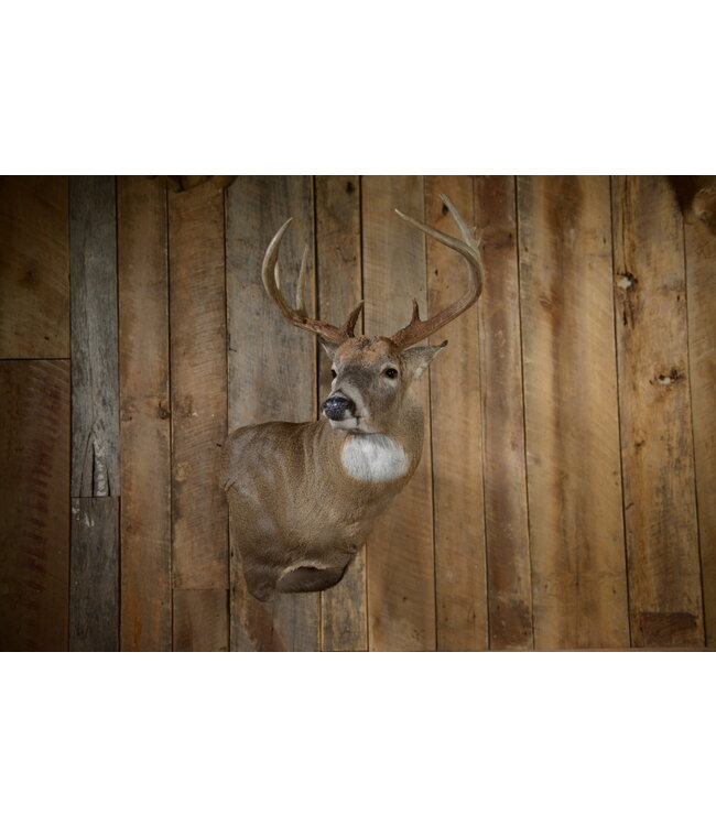 Skull Hooker Shoulder Mount Black