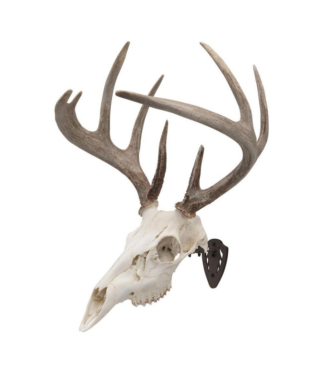 Allen Allen EZ Mount Skull Hanger Fixed Brown