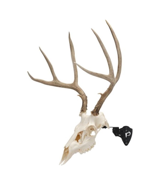 Allen Allen Company EZ Mount Adjustable Steel Skull Stand Black