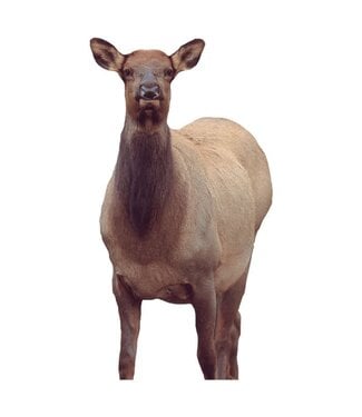 Montana Decoy Co. Montana Decoy Co  Eichler Elk Signature Series