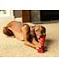 ROCT Outdoor Gear Battle Baton Rubber Dog Toy w/Squeaker Red