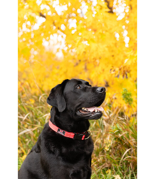 ROCT Outdoor Gear Hornady Grand Island Dog Collar Red