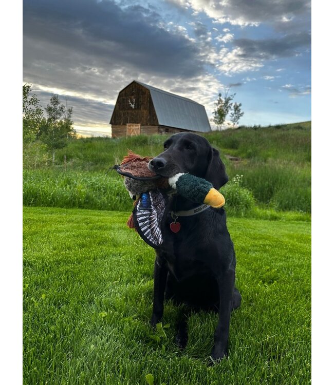 ROCT Outdoor Gear Mallard Dog Toy w/Medium Squeaker