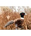 ROCT Outdoor Gear Pheasant Dog Toy