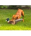 ROCT Outdoor Gear Pheasant Dog Toy