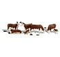 Woodland : N Hereford Cows