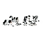 Woodland : N Holstein Cows