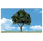 Woodland : Cool Shade Trees 2"" - 3