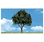 Woodland : Cool Shade Trees 4" - 5"