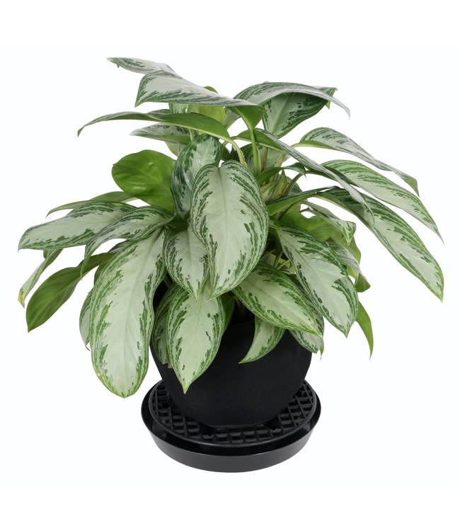 Gro Pro NX Level Pot Elevator - 13 in (50/Cs)