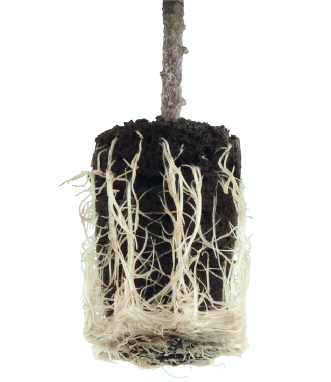 Super Sprouter Super Sprouter 50 Count Root Star Insert (50/Cs)