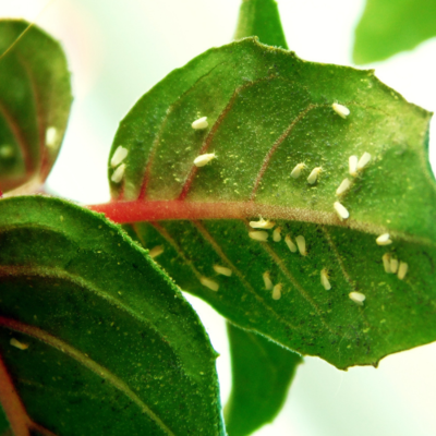 Insecticides & Pesticides