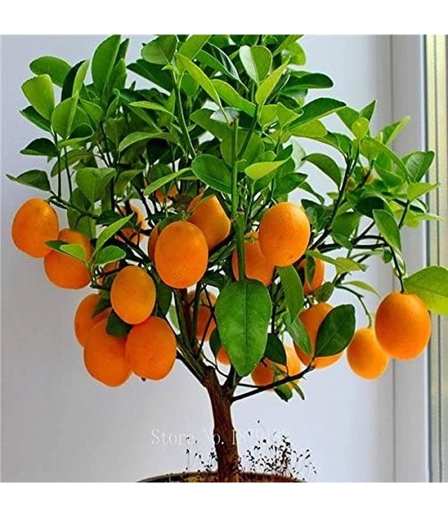 Xtreme Gardening Xtreme Gardening Mykos 20 lb (2/Cs)