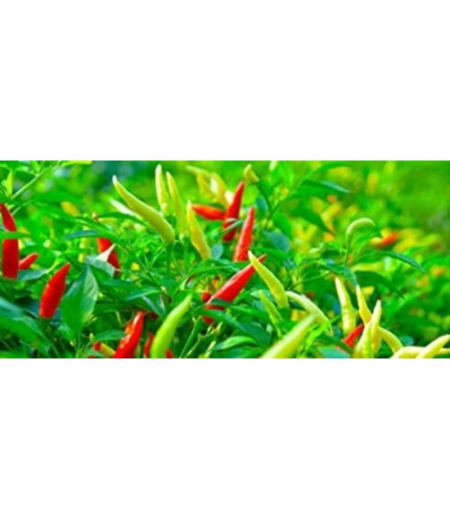 Xtreme Gardening Xtreme Gardening Mykos 20 lb (2/Cs)