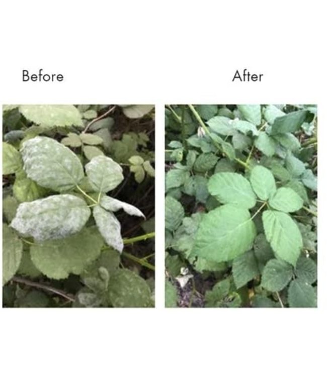 Lost Coast Plant Therapy Lost Coast Plant Therapy 1 Gallon