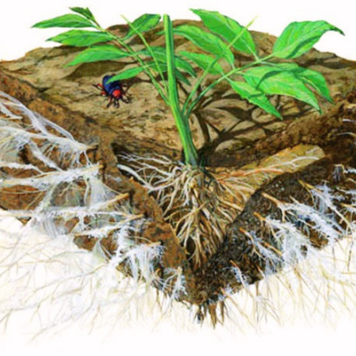 Mycorrhizae & Beneficial Bacteria