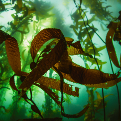 Sea Kelp & Fish Products