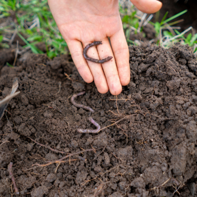 Worm Casting
