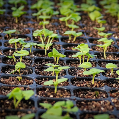 Heat Mats & Thermostats