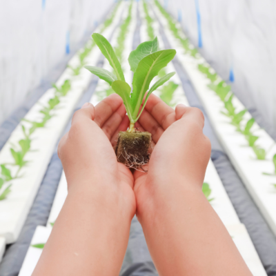 Cloning & Seeding Media