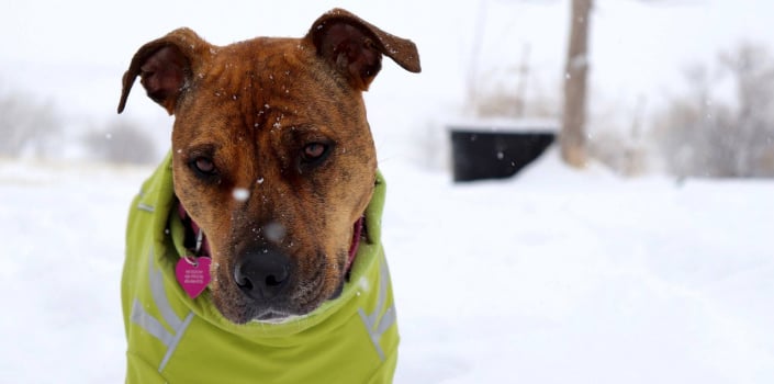 Protecting Your Pets from the Winter Weather