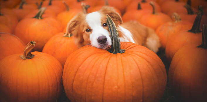 Pumpkin Spice and Everything Nice