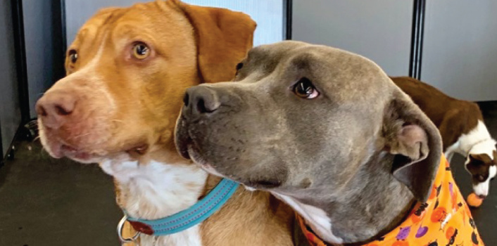 National Pit Bull Awareness Month