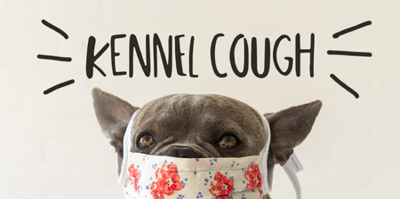 Kennel Cough: More Info, Less Fear.