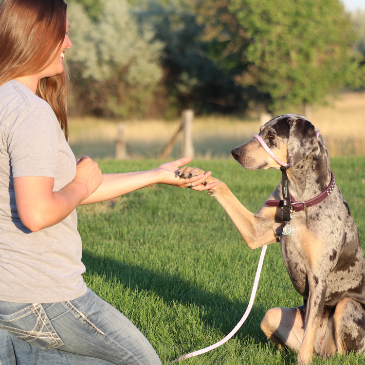 Heather Heroes Sidekick Turquoise Regular 3/8" Leash