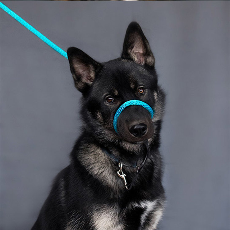 Heather Heroes Sidekick Turquoise Regular 3/8" Leash