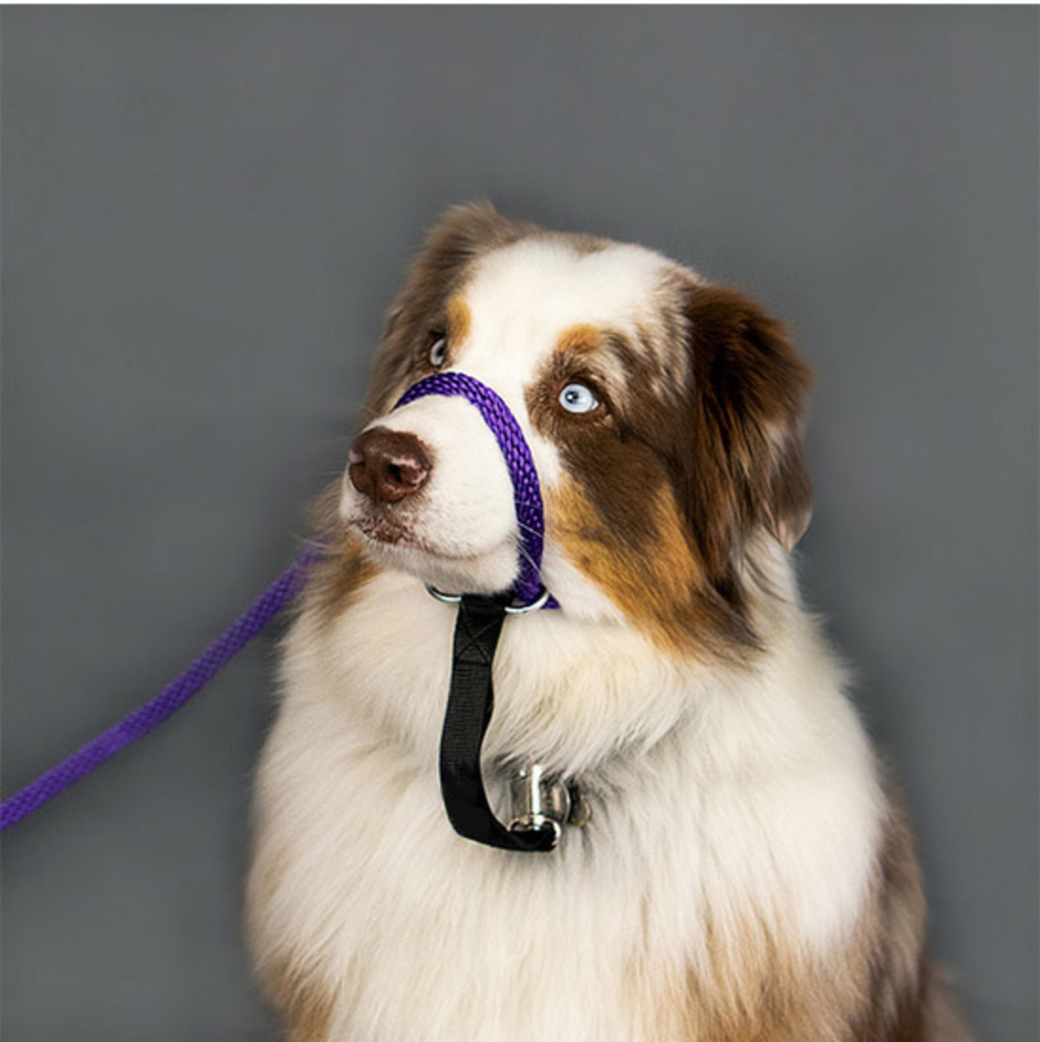 transitional dog leash
