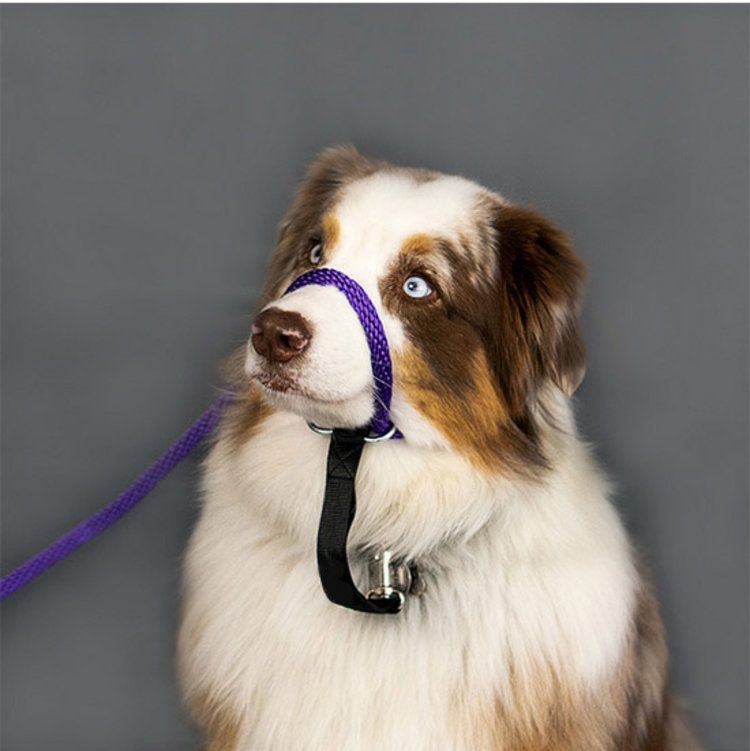 Heather Heroes Sidekick Purple Regular 3/8" Leash