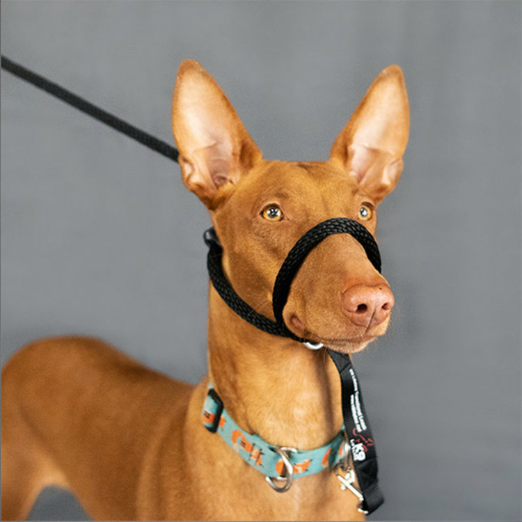 Heather Heroes Sidekick Black Regular 3/8" Leash